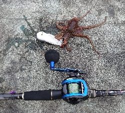 タコ釣り