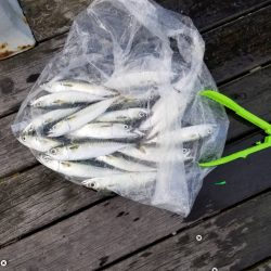 コスモで初心者とジグサビキ