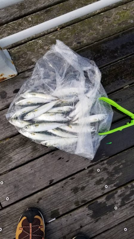 コスモで初心者とジグサビキ