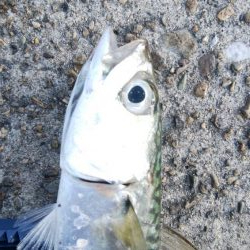 サバゲーで鯖の無限ループ