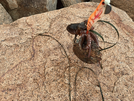 姫路タコ(2020-3)