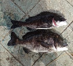 ラッキーヒット