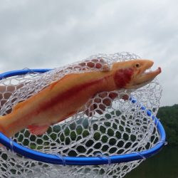 フィッシングレイクたかみや 釣果