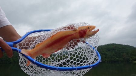 フィッシングレイクたかみや 釣果