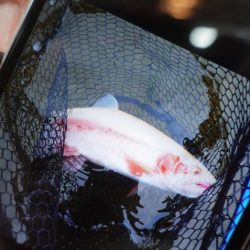 フィッシングレイクたかみや 釣果