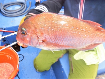 鯛紅丸 釣果