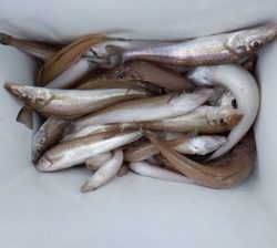 遊漁船 幸友丸 釣果