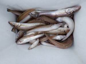 遊漁船 幸友丸 釣果