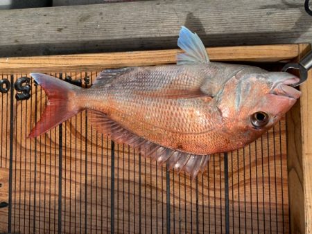 幸吉丸 釣果