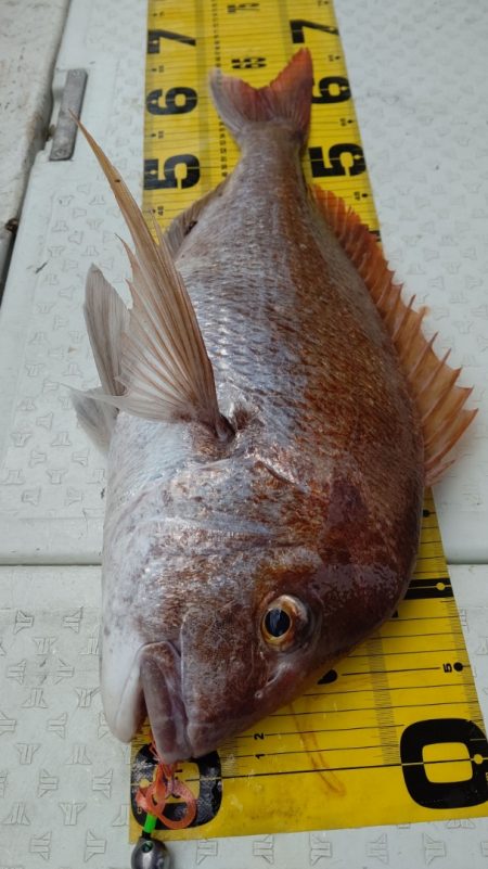 タイラバ遊漁船 ワンピース 釣果