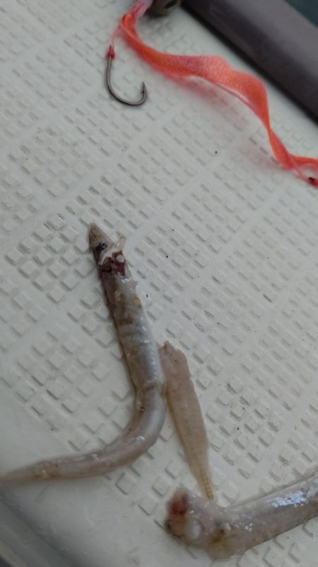 タイラバ遊漁船 ワンピース 釣果