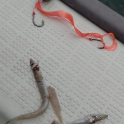 タイラバ遊漁船 ワンピース 釣果