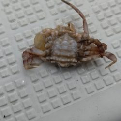 タイラバ遊漁船 ワンピース 釣果