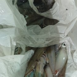 大応丸 釣果