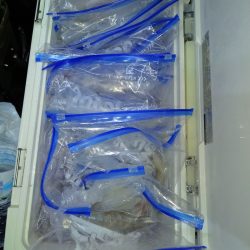 第二龍勢丸 釣果