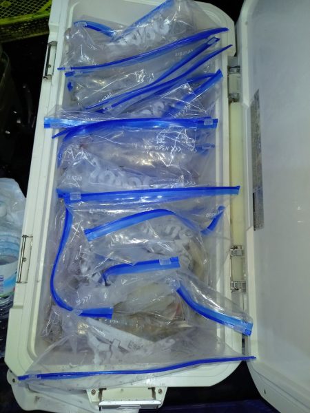 第二龍勢丸 釣果