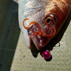 FISHING RISKY 釣果