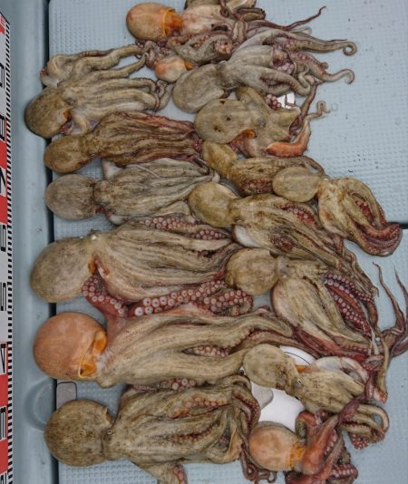 遊漁船　家入 釣果