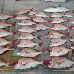 FISHING RISKY 釣果