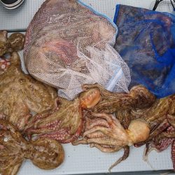 遊漁船 家入 釣果