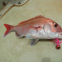 FISHING RISKY 釣果