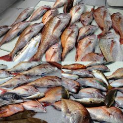 タイラバ遊漁船 ワンピース 釣果