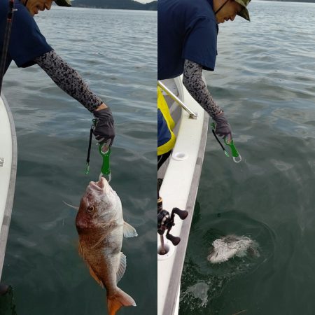 タイラバ遊漁船 ワンピース 釣果