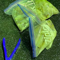 あみや渡船 JIGBOY 釣果