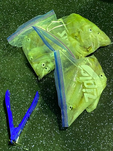 あみや渡船 JIGBOY 釣果