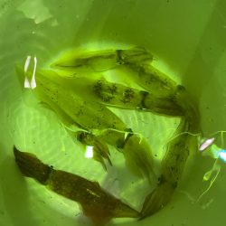 あみや渡船 JIGBOY 釣果