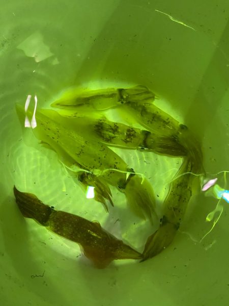 あみや渡船 JIGBOY 釣果