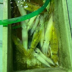 あみや渡船 JIGBOY 釣果