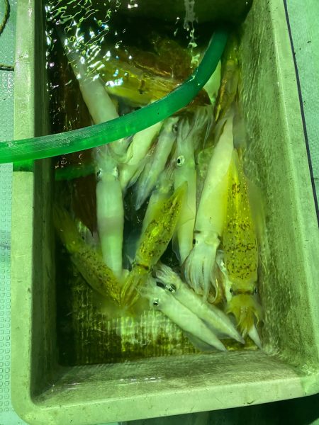 あみや渡船 JIGBOY 釣果