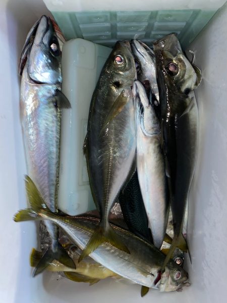 あみや渡船 JIGBOY 釣果