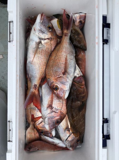 フィッシング キッタカ 釣果