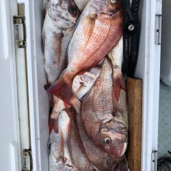 フィッシング キッタカ 釣果