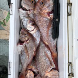 フィッシング キッタカ 釣果