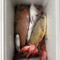 フィッシング キッタカ 釣果