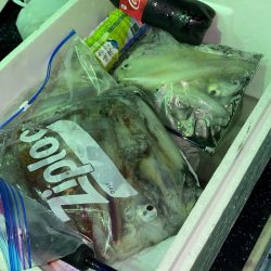 あみや渡船 JIGBOY 釣果