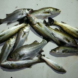 TOPGUN名古屋 釣果