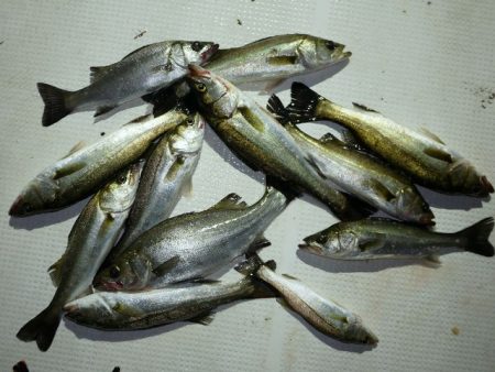 TOPGUN名古屋 釣果