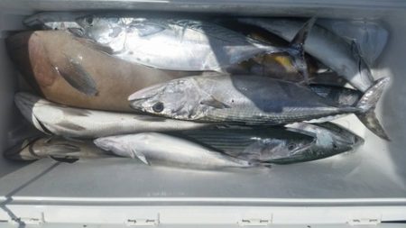 第五慶門丸 釣果