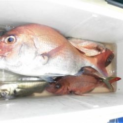鯛紅丸 釣果