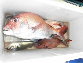 鯛紅丸 釣果