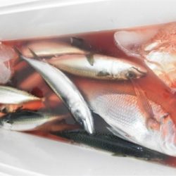 鯛紅丸 釣果