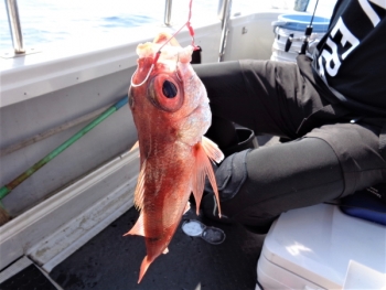 鯛紅丸 釣果