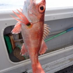 鯛紅丸 釣果
