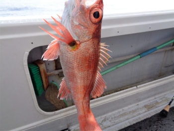鯛紅丸 釣果