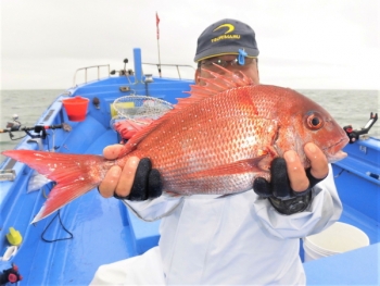 鯛紅丸 釣果