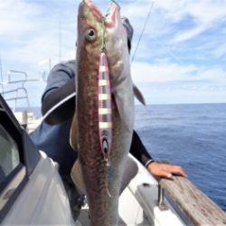鯛紅丸 釣果